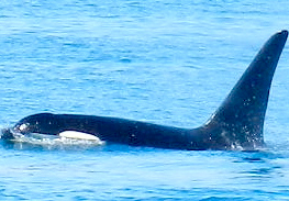 orca