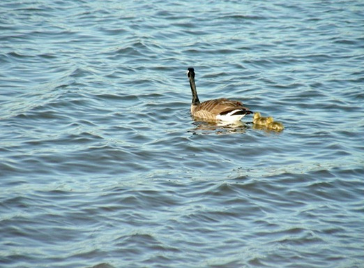 geese